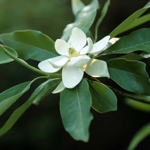 sweetbay-magnolia-flower-native-tree