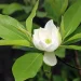 A white Sweetbay Magnolia flower blooming, photographed growing on a branch of the Sweetbay Magnolia tree.