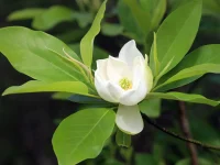 A white Sweetbay Magnolia flower blooming, photographed growing on a branch of the Sweetbay Magnolia tree.