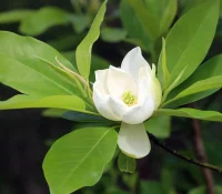 A white Sweetbay Magnolia flower blooming, photographed growing on a branch of the Sweetbay Magnolia tree.