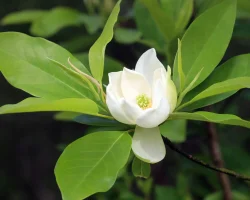 A white Sweetbay Magnolia flower blooming, photographed growing on a branch of the Sweetbay Magnolia tree.