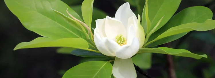 A white Sweetbay Magnolia flower blooming, photographed growing on a branch of the Sweetbay Magnolia tree.