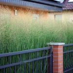switchgrass-in-native-landscaping-Panicum-virgatum