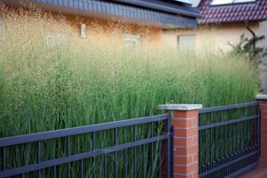 switchgrass-in-native-landscaping-Panicum-virgatum