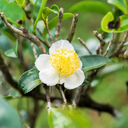 White blossom with a yellow stamen cluster on a green shrub, surrounded by leaves and branches.