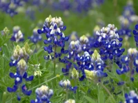 texas-bluebonnet-native-flower-from-texas
