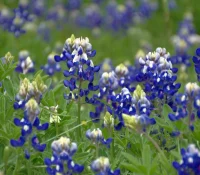 texas-bluebonnet-native-flower-from-texas