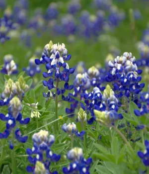 texas-bluebonnet-native-flower-from-texas
