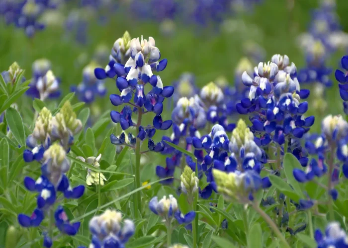 texas-bluebonnet-native-flower-from-texas