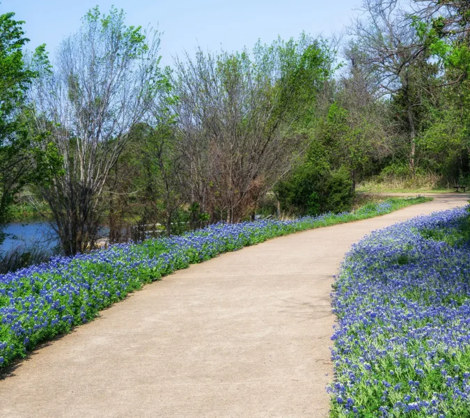 Curving park path lined with blooming bluebonnets, with green trees and a lake on the left under a blue sky.