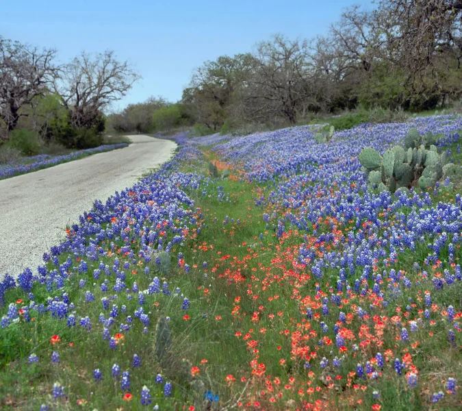 Curving rural gravel road flanked by a dense carpet of bluebonnets and red wildflowers, with bare trees and cactus on the right.