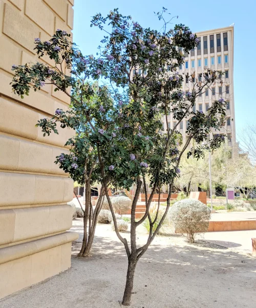 texas-mountain-laurel-as-a-tree-native-plant