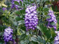 texas-mountain-laurel-native-bush-in-flower