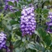 texas-mountain-laurel-native-bush-in-flower