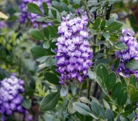 texas-mountain-laurel-native-bush-in-flower