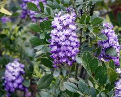 texas-mountain-laurel-native-bush-in-flower