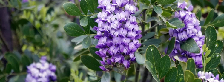 texas-mountain-laurel-native-bush-in-flower