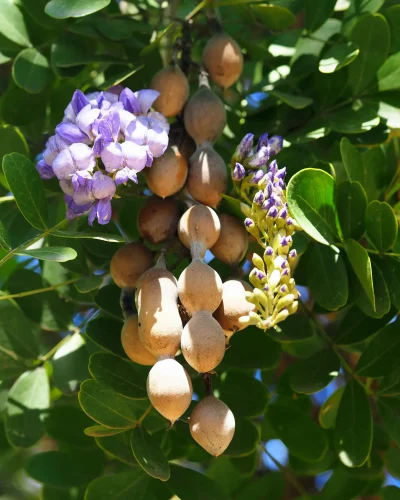 Texas Mountain Laurel: Fragrant Native Tree for the South