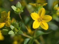 Close-up of bright yellow flowers with five petals and a dark center against a green blurred background