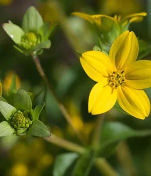 texas-yellow-star-in-bloom-native-plant-close-up texas-yellow-star-in-bloom-native-plant-close-up