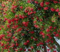toyon-tree-covered-in-berries-native-landscaping