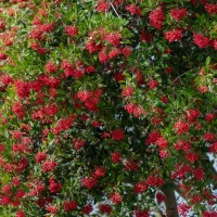 toyon-tree-covered-in-berries-native-landscaping