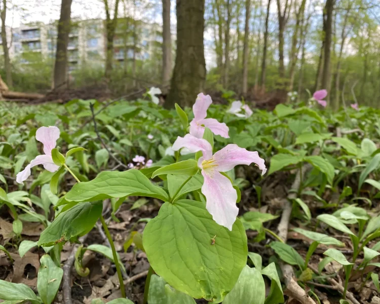Before the leaves arrive, enjoy a wooded area filled with flowers