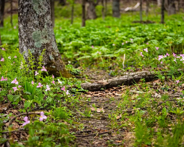 Trilliums thrive underneath trees