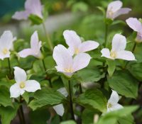 trilliums-native-springtime-flower