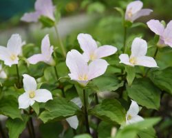 trilliums-native-springtime-flower