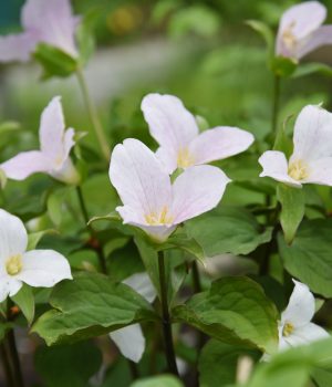 trilliums-native-springtime-flower trilliums-native-springtime-flower