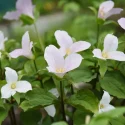 trilliums-native-springtime-flower