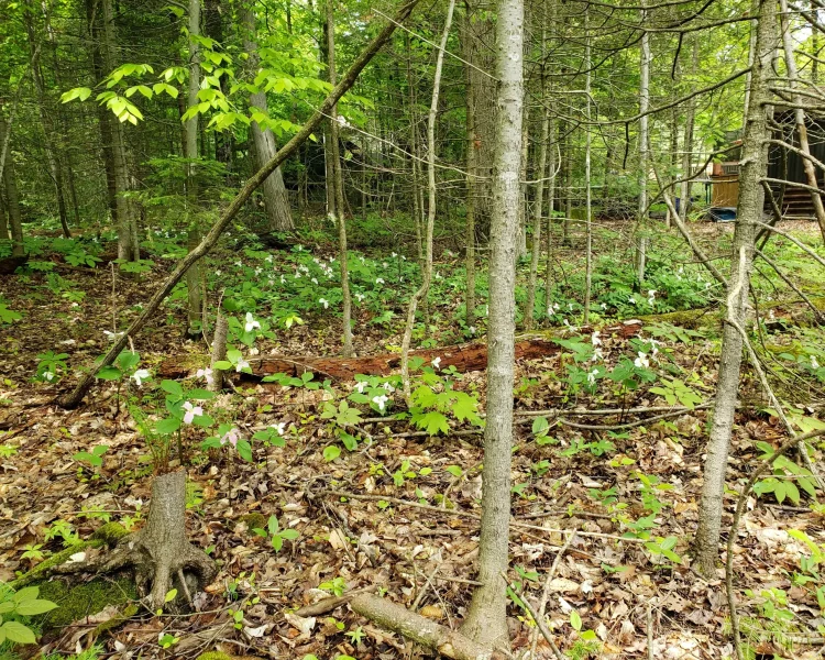 Trilliums + ferns + native trees = fuss-free gardening