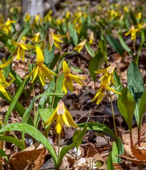 trout-lilies-blooming-in-the-spring-native-garden #image_title