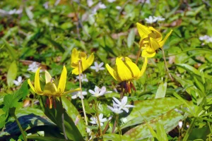Trout lily + spring beauty = native ephemeral gorgeousness