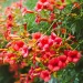 trumpet-vine-campsis-radicans-native-vine