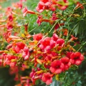 trumpet-vine-campsis-radicans-native-vine