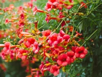 trumpet-vine-campsis-radicans-native-vine