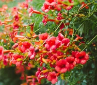 trumpet-vine-campsis-radicans-native-vine