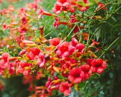 trumpet-vine-campsis-radicans-native-vine
