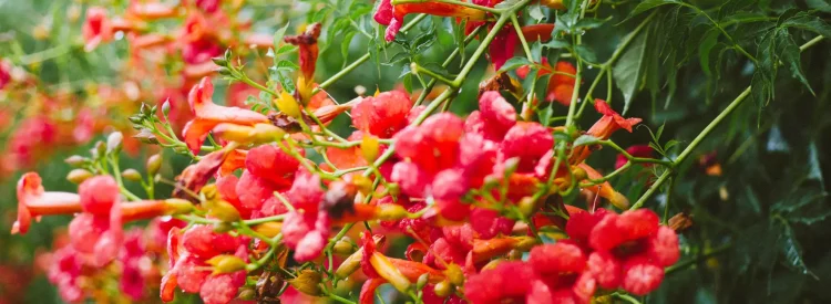 trumpet-vine-campsis-radicans-native-vine