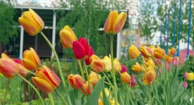 tulips-nonnative-spring-favorites