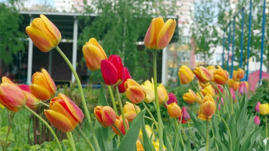 tulips-nonnative-spring-favorites