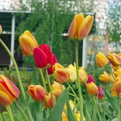 tulips-nonnative-spring-favorites