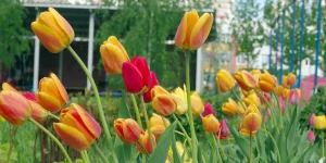 tulips-nonnative-spring-favorites
