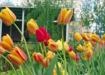 tulips-nonnative-spring-favorites