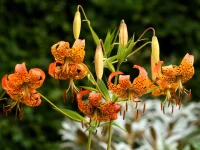 turks-cap-lily-native-flower