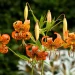 turks-cap-lily-native-flower