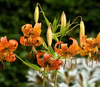 turks-cap-lily-native-flower