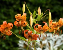 turks-cap-lily-native-flower